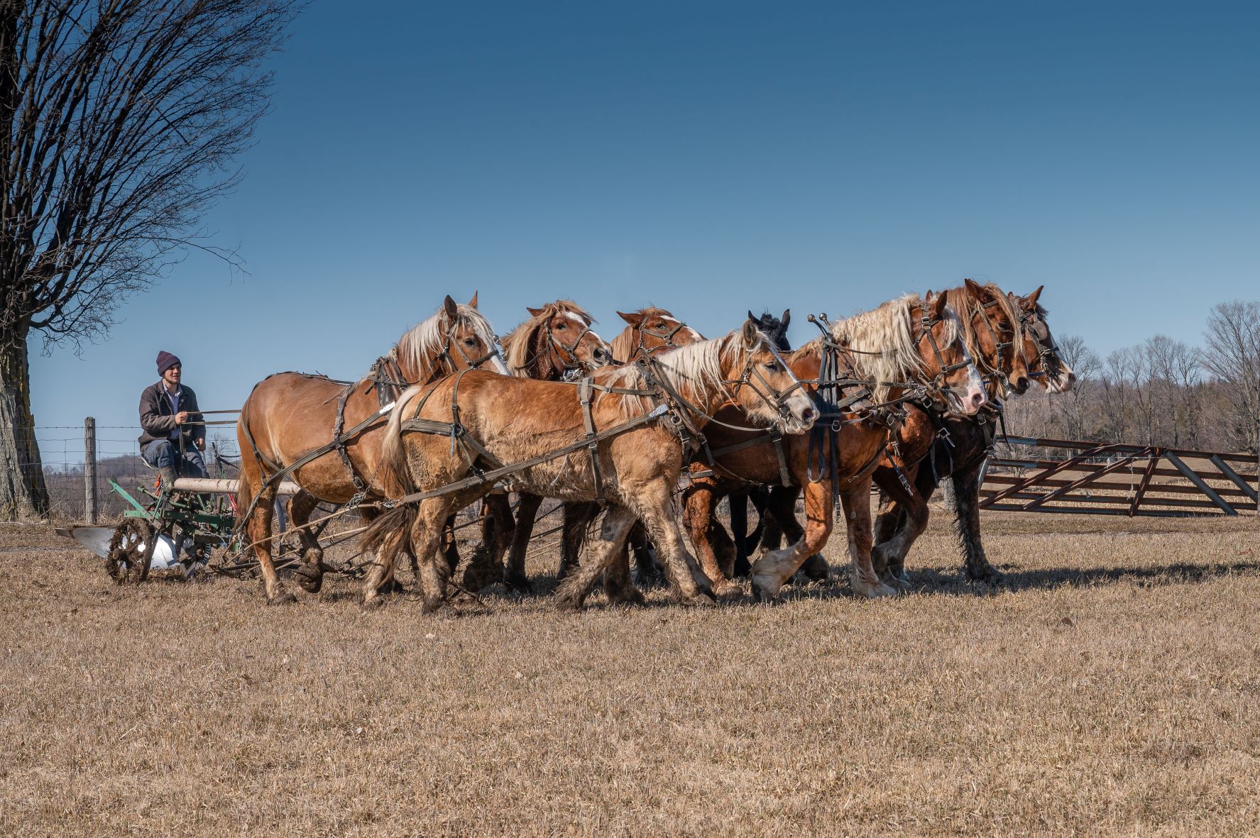 "Eight Horse Hitch"
